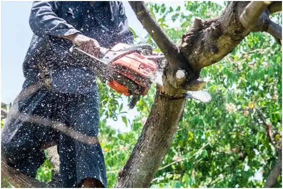 tree services Loraine